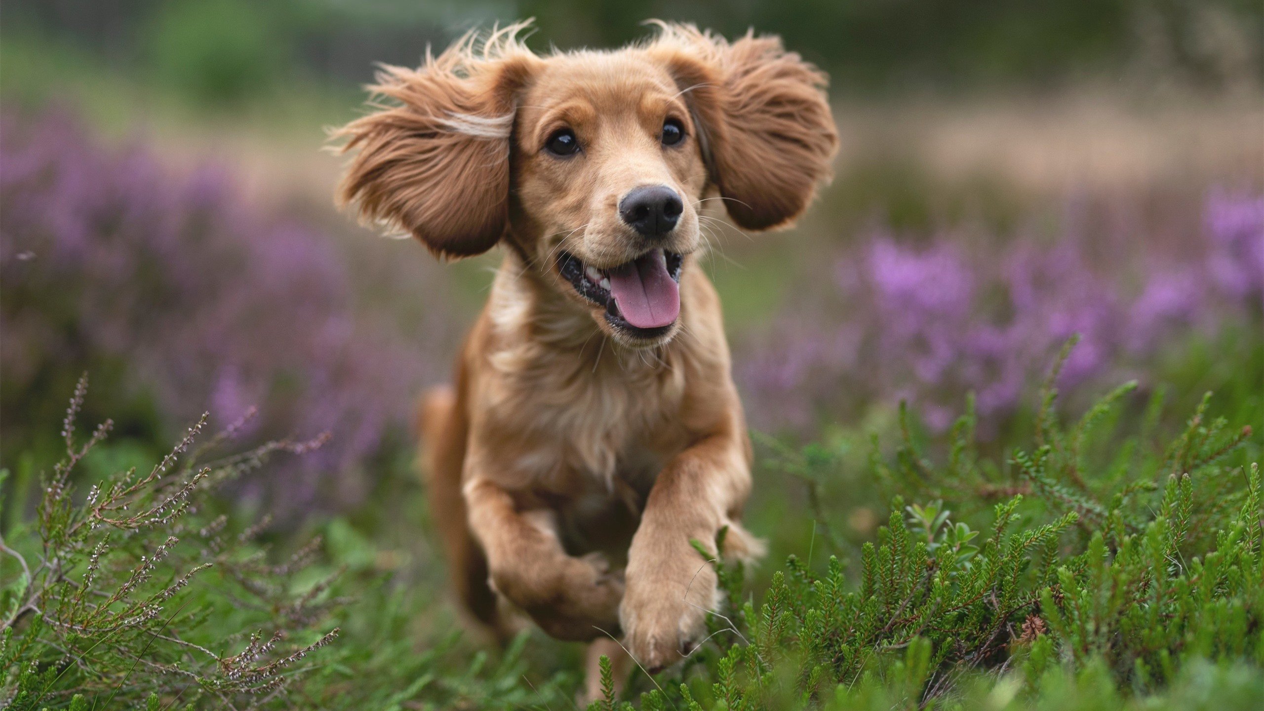 九游下载官网-_年度大奖：网球界的最佳表现盘点_，网球比较出名的球员