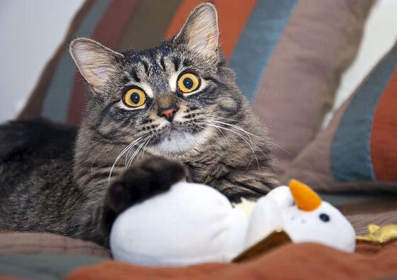 九游游戏中心-【尘埃落定】本季最佳战绩球队名单公布